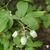 Vaccinium corymbosum