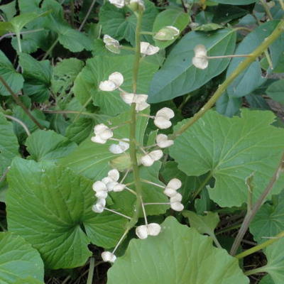 Pachyphragma  - Pachyphragma macrophylla