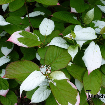 Actinidia kolomikta - Straalstempel