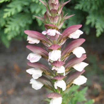 Acanthus hungaricus 'White Lips'