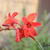 Crocosmia 'Hellfire'