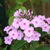 Phlox paniculata JS 'Rosanne'