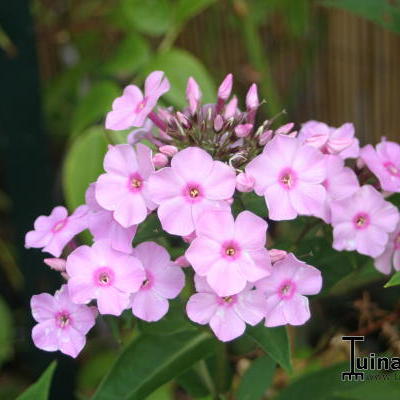 Vlambloem, floks - Phlox paniculata JS 'Rosanne'