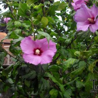 Hibiscus syriacus