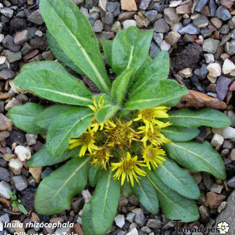 Inula rhizocephala