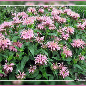 Monarda 'Beauty of Cobham'