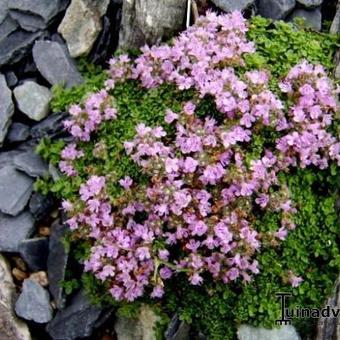 Thymus praecox 'Minor'