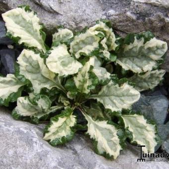 Ajuga reptans 'Arctic Fox'