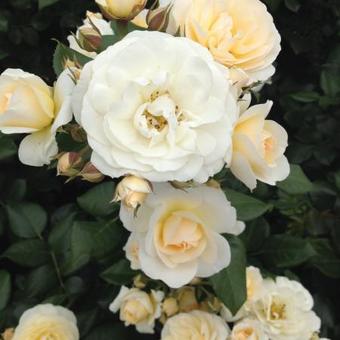 Rosa 'Sirius'