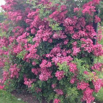 Rosa 'Maria Lisa'