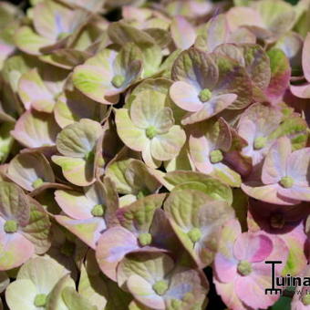 Hydrangea macrophylla 'MAGICAL Coral Blue'