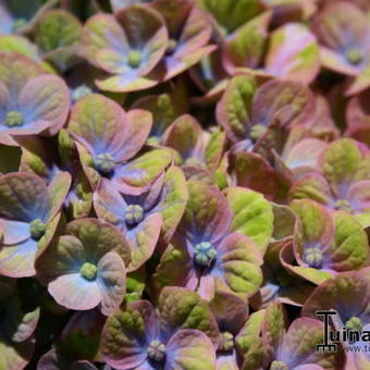 Hydrangea macrophylla 'MAGICAL Coral Blue'