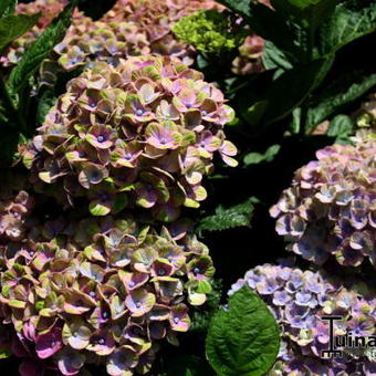 Hydrangea macrophylla 'MAGICAL Coral Blue'