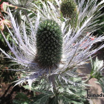 Eryngium alpinum