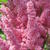 Astilbe chinensis 'Vision in Pink'