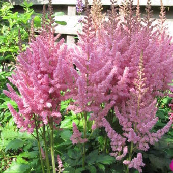 Astilbe chinensis 'Vision in Pink'