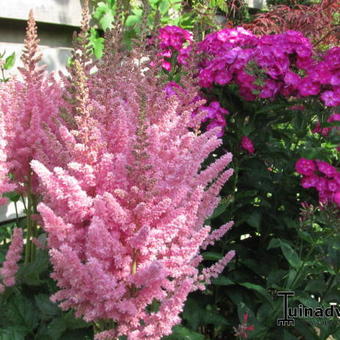 Astilbe chinensis 'Vision in Pink'