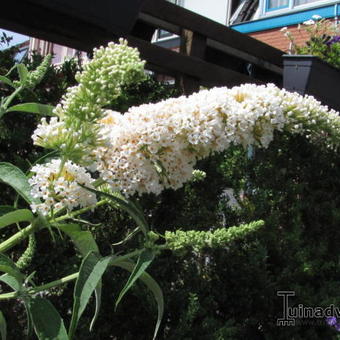 Buddleja davidii