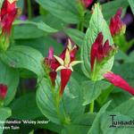 Spigelia marilandica 'Wisley Jester' - Vuurgentiaan