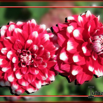 Dahlia 'Checkers'