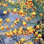 Cytisus 'Andreanus Splendens' - Brem , geitenklaver - Cytisus 'Andreanus Splendens'