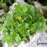 Potentilla neumanniana 'Nana' - Ganzerik/vijfvingerkruid