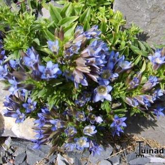 Gentiana septemfida