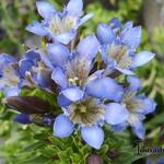 Gentiana septemfida - Gentiaan