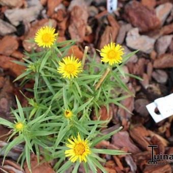 Inula ensifolia