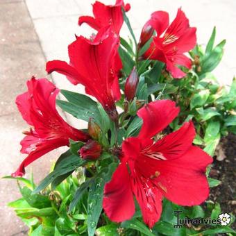 Alstroemeria 'PRINCESS Kate'