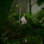 Thalictrum actaeifolium var. brevistylum BSWJ 8819 - Ruit