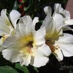 Alstroemeria 'PRINCESS Claire' - Incalelie