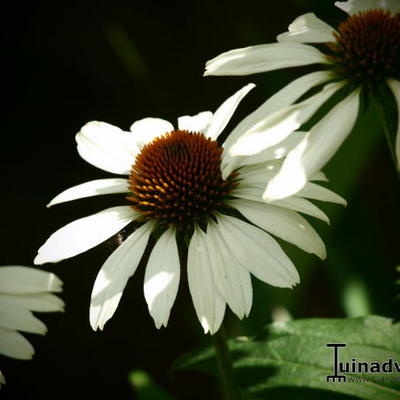 Rode zonnehoed - Echinacea purpurea 'Alba'