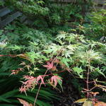 Acer palmatum var. dissectum 'Green Globe' - Japanse esdoorn