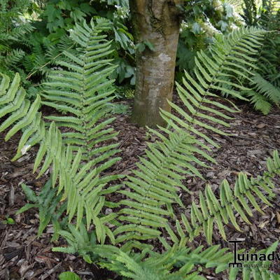 Olifantenslurfvaren - Dryopteris cycadina