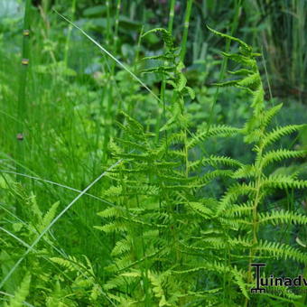 Thelypteris palustris