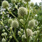 Eryngium pandanifolium - Reuze zeedistel