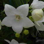 Platycodon grandiflorus 'Albus' - Ballonplant