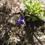 Duranta erecta 'Geisha Girl' - Stoute jongens