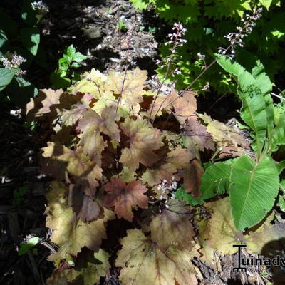 Purperklokje - Heuchera 'Fire Alarm'