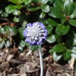 Primula capitata subsp. mooreana - Sleutelbloem