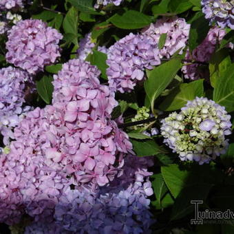 Hydrangea macrophylla 'Nigra'