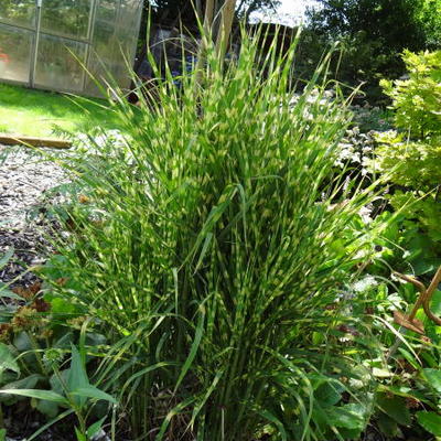 Prachtriet - Miscanthus sinensis 'Gold Bar'