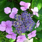 Hortensia - Hydrangea macrophylla ‘Mariesii Perfecta