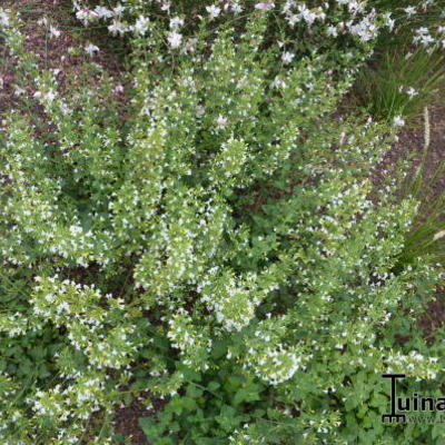 Steentijm - Calamintha nepeta 'White Cloud'