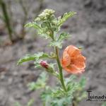 Sphaeralcea 'Childerley' - Prairiemalva, Knotsmalva