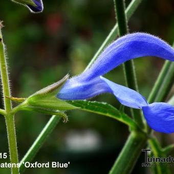 Salvia patens 'Oxford Blue'