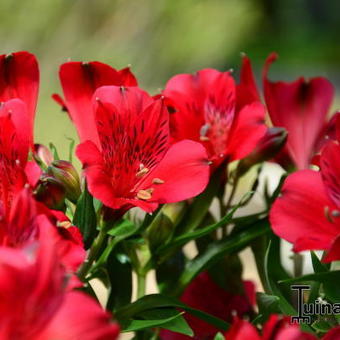 Alstroemeria INTICANCHA