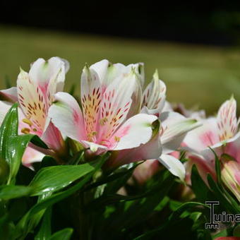 Alstroemeria INTICANCHA