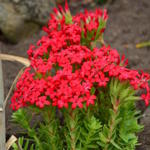 Crassula coccinea - Vetblad